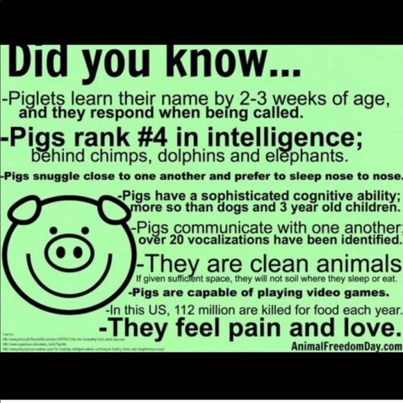 INFORMATION PAGE- The Flying Pig Daily Share Group - Picture 2 of 6